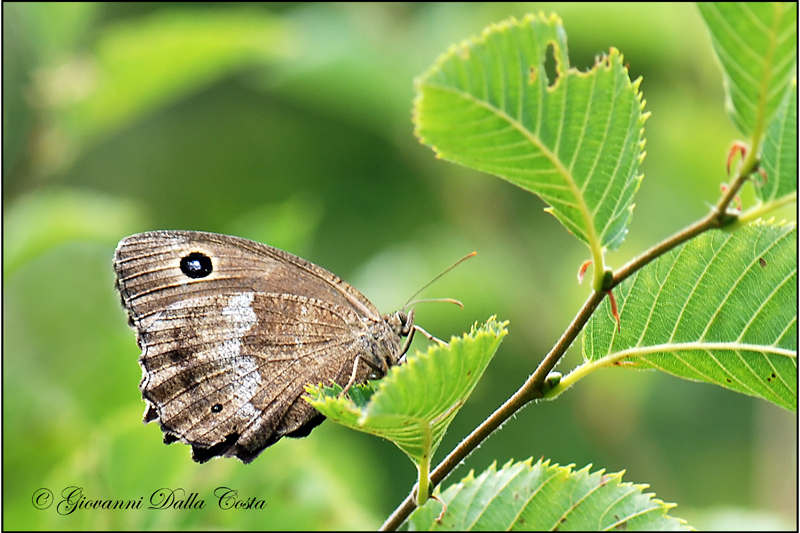 Minois dryas  Prealpi Vicentine m. Summano